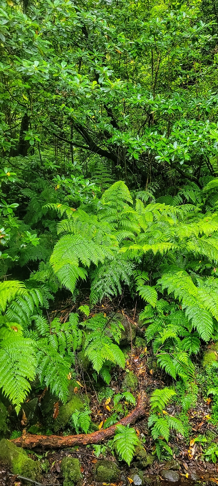 30.06.2022 Anspruchsvolle Besteigung des Pico do Meio Dia — Abstieg entlang der Ribeira dos Moinhos — Foto 10