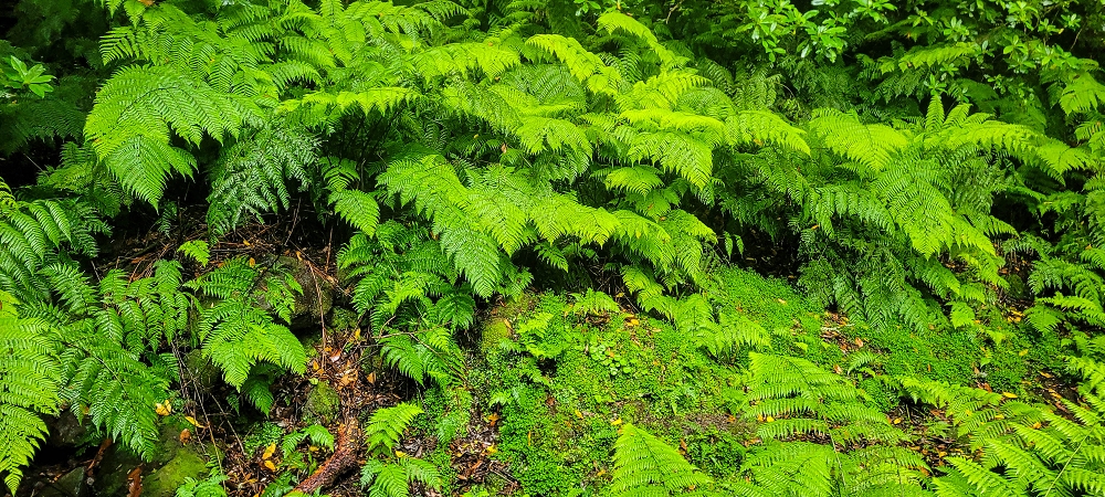 30.06.2022 Anspruchsvolle Besteigung des Pico do Meio Dia — Abstieg entlang der Ribeira dos Moinhos — Foto 11