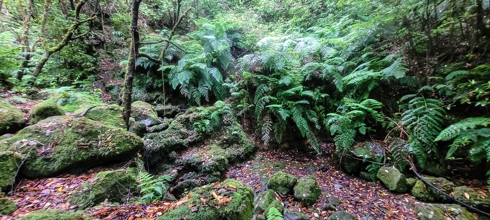 30.06.2022 Anspruchsvolle Besteigung des Pico do Meio Dia — Abstieg entlang der Ribeira dos Moinhos — Foto 14