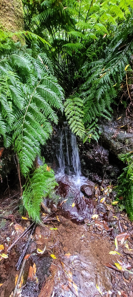 30.06.2022 Anspruchsvolle Besteigung des Pico do Meio Dia — Abstieg entlang der Ribeira dos Moinhos — Foto 15