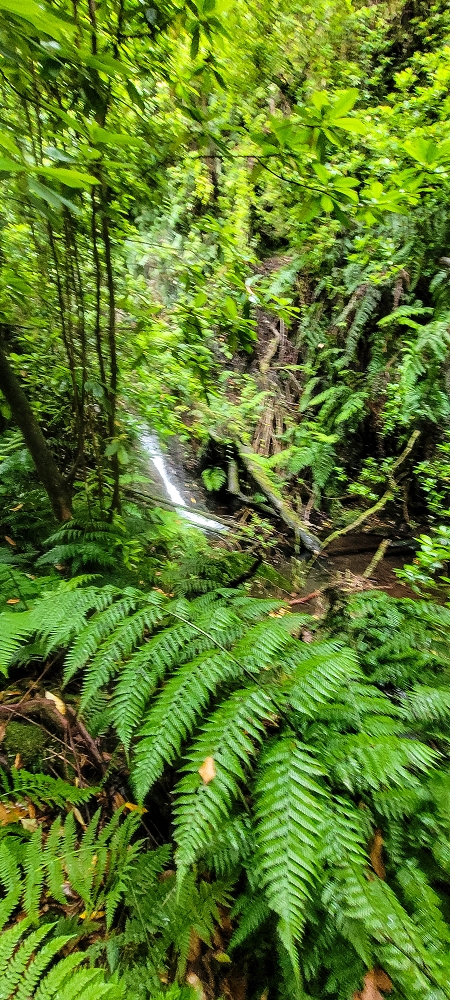 30.06.2022 Anspruchsvolle Besteigung des Pico do Meio Dia — Abstieg entlang der Ribeira dos Moinhos — Foto 18