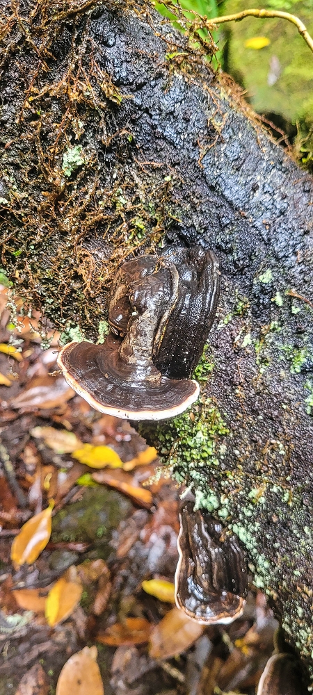 30.06.2022 Anspruchsvolle Besteigung des Pico do Meio Dia — Abstieg entlang der Ribeira dos Moinhos — Foto 21
