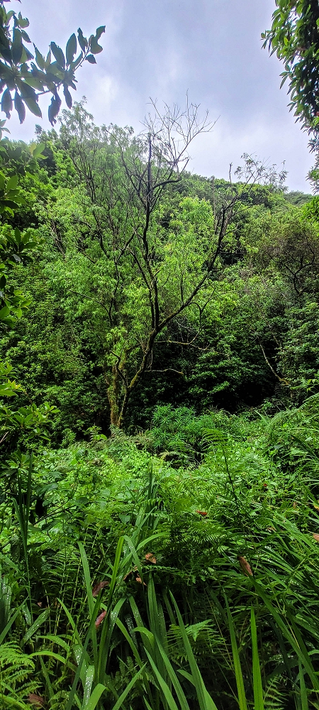 30.06.2022 Anspruchsvolle Besteigung des Pico do Meio Dia — Abstieg entlang der Ribeira dos Moinhos — Foto 22
