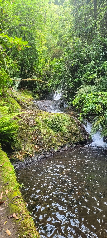 30.06.2022 Anspruchsvolle Besteigung des Pico do Meio Dia — Madre der Levada da Achada Grande — Foto 2