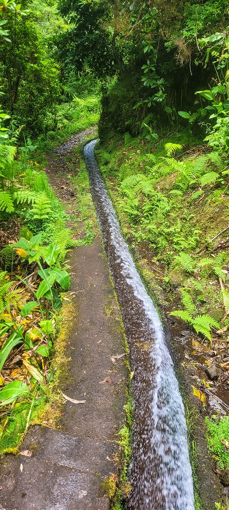 30.06.2022 Anspruchsvolle Besteigung des Pico do Meio Dia — Auf der Levada da Achada Grande — Foto 1