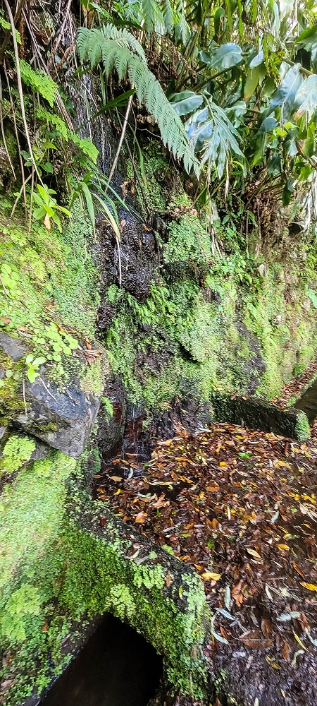30.06.2022 Anspruchsvolle Besteigung des Pico do Meio Dia — Auf der Levada da Achada Grande — Foto 7