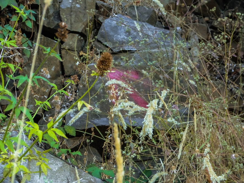 30.07.2013 Cardos-Aufstieg — Über die Felder im Ginster zu den Felsstufen — Foto 3
