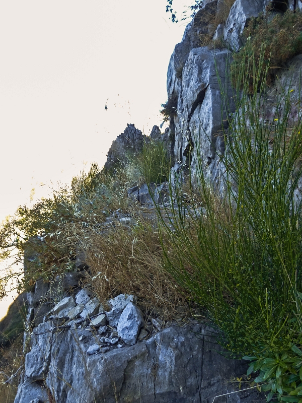 30.07.2013 Cardos-Aufstieg — Über die Felder im Ginster zu den Felsstufen — Foto 8