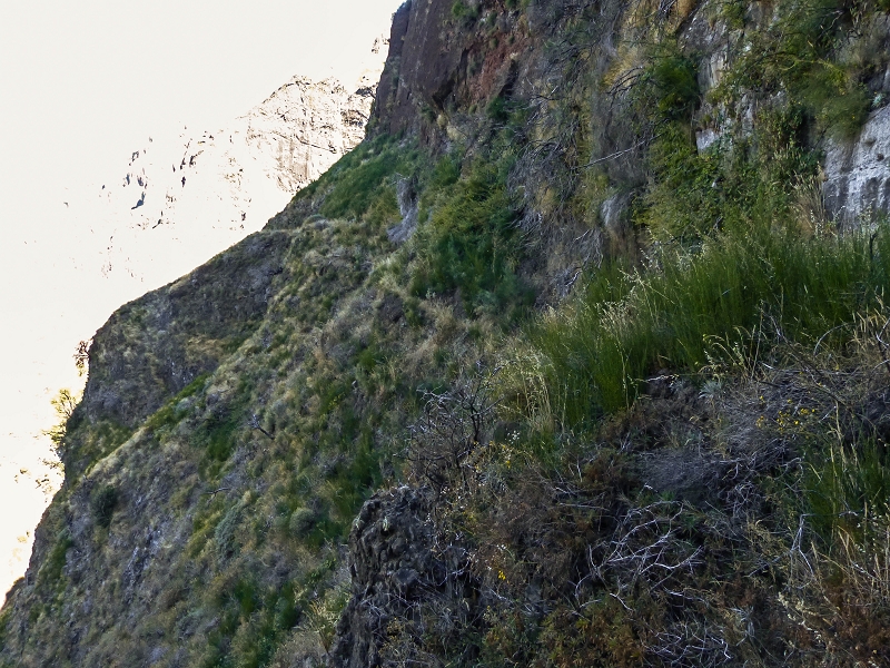30.07.2013 Cardos-Aufstieg — Über die Felder im Ginster zu den Felsstufen — Foto 12