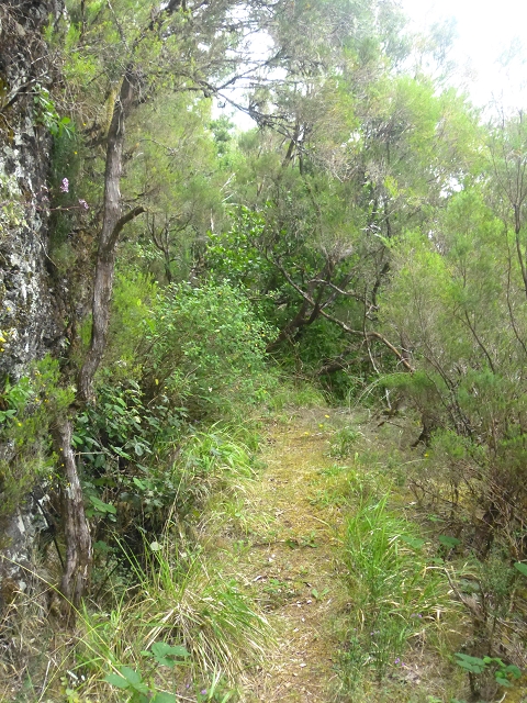 30.07.2014 Estanquinhos, Casa do Caramujo, Levada do Plaino Velho, Estanquinhos — Até ao último túnel antes da Madre — foto 40