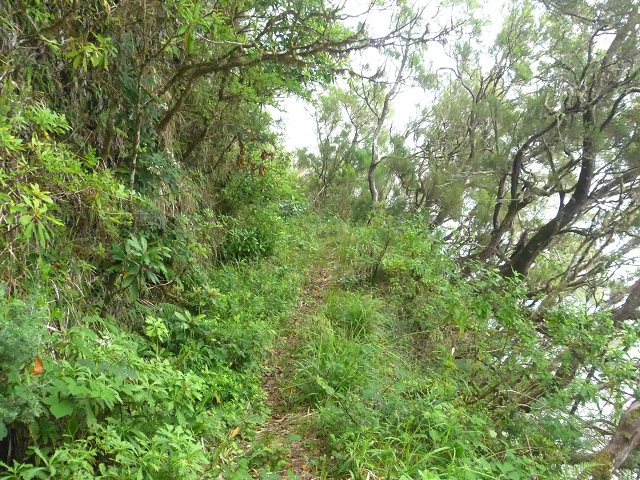 30.07.2014 Estanquinhos, Casa do Caramujo, Levada do Plaino Velho, Estanquinhos — Até ao último túnel antes da Madre — foto 42