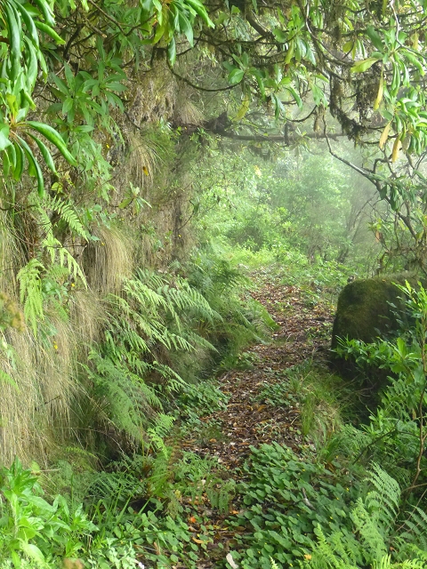 30.07.2014 Estanquinhos, Casa do Caramujo, Levada do Plaino Velho, Estanquinhos — Até ao último túnel antes da Madre — foto 44