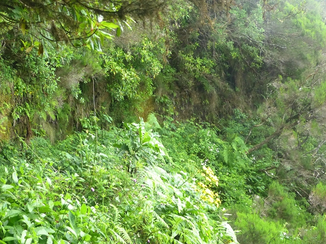 30.07.2014 Estanquinhos, Casa do Caramujo, Levada do Plaino Velho, Estanquinhos — Até ao último túnel antes da Madre — foto 45