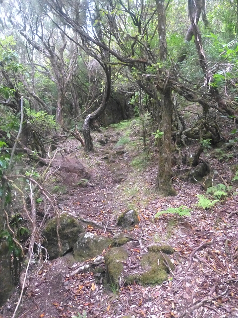 30.07.2014 Estanquinhos, Casa do Caramujo, Levada do Plaino Velho, Estanquinhos — Subida ao Pico Ruivo do Paul e regresso ao ponto de partida — foto 4