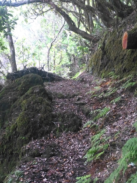 30.07.2014 Estanquinhos, Casa do Caramujo, Levada do Plaino Velho, Estanquinhos — Subida ao Pico Ruivo do Paul e regresso ao ponto de partida — foto 9