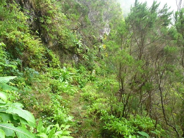 30.07.2014 Estanquinhos, Casa do Caramujo, Levada do Plaino Velho, Estanquinhos — Ao caminho de descida para a Levada do Norte, ou à subida ao Pico Ruivo do Paul — foto 3