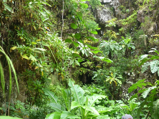 30.07.2014 Estanquinhos, Casa do Caramujo, Levada do Plaino Velho, Estanquinhos — Ao caminho de descida para a Levada do Norte, ou à subida ao Pico Ruivo do Paul — foto 6