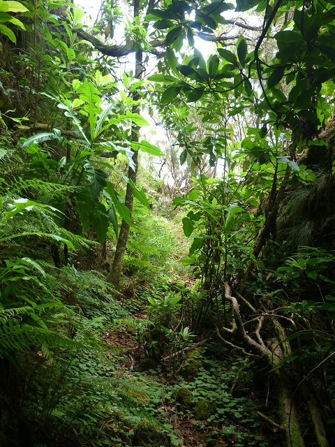 30.07.2014 Estanquinhos, Casa do Caramujo, Levada do Plaino Velho, Estanquinhos — Ao caminho de descida para a Levada do Norte, ou à subida ao Pico Ruivo do Paul — foto 11
