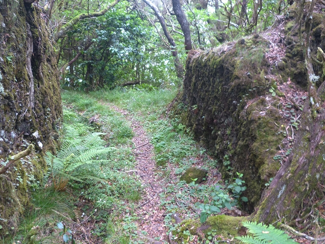 30.07.2014 Estanquinhos, Casa do Caramujo, Levada do Plaino Velho, Estanquinhos — Ao caminho de descida para a Levada do Norte, ou à subida ao Pico Ruivo do Paul — foto 13