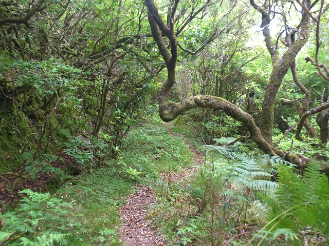 30.07.2014 Estanquinhos, Casa do Caramujo, Levada do Plaino Velho, Estanquinhos — Ao caminho de descida para a Levada do Norte, ou à subida ao Pico Ruivo do Paul — foto 14