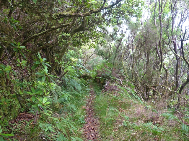 30.07.2014 Estanquinhos, Casa do Caramujo, Levada do Plaino Velho, Estanquinhos — Ao caminho de descida para a Levada do Norte, ou à subida ao Pico Ruivo do Paul — foto 15