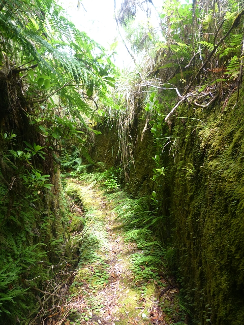 30.07.2014 Estanquinhos, Casa do Caramujo, Levada do Plaino Velho, Estanquinhos — Ao caminho de descida para a Levada do Norte, ou à subida ao Pico Ruivo do Paul — foto 20