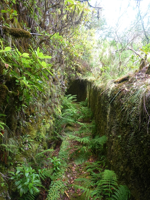30.07.2014 Estanquinhos, Casa do Caramujo, Levada do Plaino Velho, Estanquinhos — Ao caminho de descida para a Levada do Norte, ou à subida ao Pico Ruivo do Paul — foto 21