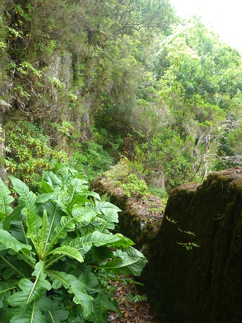 30.07.2014 Estanquinhos, Casa do Caramujo, Levada do Plaino Velho, Estanquinhos — Ao caminho de descida para a Levada do Norte, ou à subida ao Pico Ruivo do Paul — foto 24