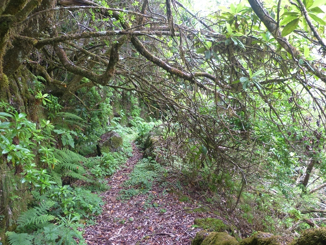 30.07.2014 Estanquinhos, Casa do Caramujo, Levada do Plaino Velho, Estanquinhos — Ao caminho de descida para a Levada do Norte, ou à subida ao Pico Ruivo do Paul — foto 26