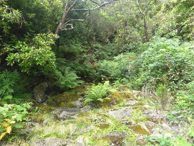 30.07.2014 Estanquinhos, Casa do Caramujo, Levada do Plaino Velho, Estanquinhos — Ao caminho de descida para a Levada do Norte, ou à subida ao Pico Ruivo do Paul — foto 28