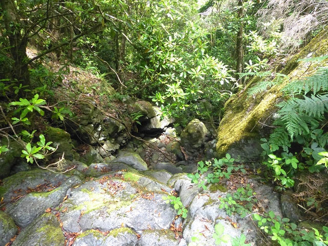 30.07.2014 Estanquinhos, Casa do Caramujo, Levada do Plaino Velho, Estanquinhos — Ao caminho de descida para a Levada do Norte, ou à subida ao Pico Ruivo do Paul — foto 29