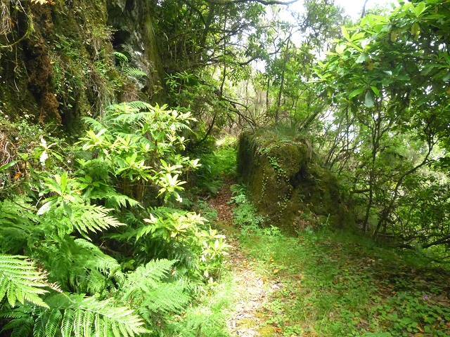 30.07.2014 Estanquinhos, Casa do Caramujo, Levada do Plaino Velho, Estanquinhos — Ao caminho de descida para a Levada do Norte, ou à subida ao Pico Ruivo do Paul — foto 30