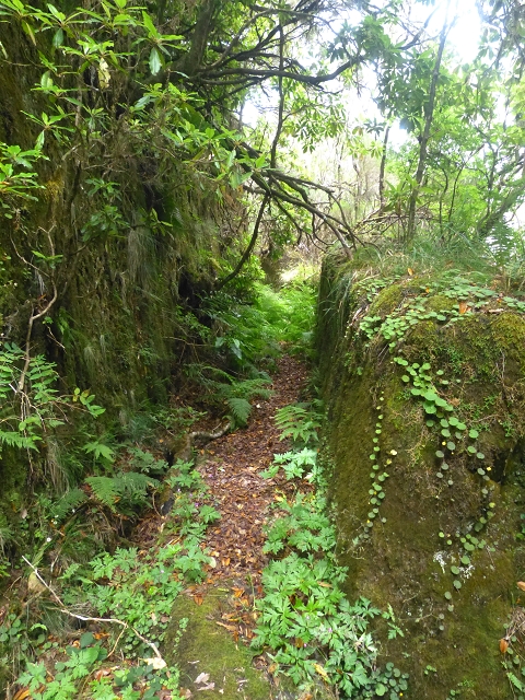 30.07.2014 Estanquinhos, Casa do Caramujo, Levada do Plaino Velho, Estanquinhos — Ao caminho de descida para a Levada do Norte, ou à subida ao Pico Ruivo do Paul — foto 31