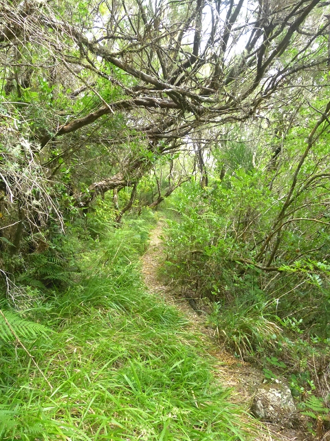 30.07.2014 Estanquinhos, Casa do Caramujo, Levada do Plaino Velho, Estanquinhos — Ao caminho de descida para a Levada do Norte, ou à subida ao Pico Ruivo do Paul — foto 36