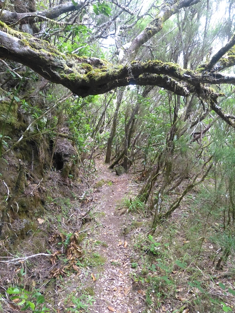 30.07.2014 Estanquinhos, Casa do Caramujo, Levada do Plaino Velho, Estanquinhos — Ao caminho de descida para a Levada do Norte, ou à subida ao Pico Ruivo do Paul — foto 37
