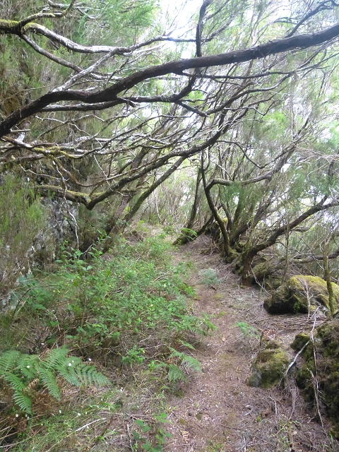 30.07.2014 Estanquinhos, Casa do Caramujo, Levada do Plaino Velho, Estanquinhos — Ao caminho de descida para a Levada do Norte, ou à subida ao Pico Ruivo do Paul — foto 38