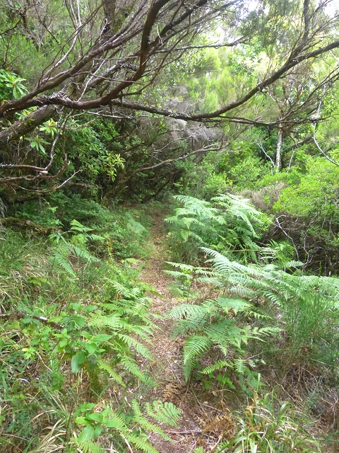 30.07.2014 Estanquinhos, Casa do Caramujo, Levada do Plaino Velho, Estanquinhos — Ao caminho de descida para a Levada do Norte, ou à subida ao Pico Ruivo do Paul — foto 40