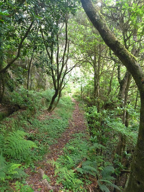 30.07.2014 Estanquinhos, Casa do Caramujo, Levada do Plaino Velho, Estanquinhos — Ao caminho de descida para a Levada do Norte, ou à subida ao Pico Ruivo do Paul — foto 42