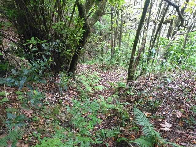 30.07.2014 Estanquinhos, Casa do Caramujo, Levada do Plaino Velho, Estanquinhos — Até ao último túnel antes da Madre — foto 8
