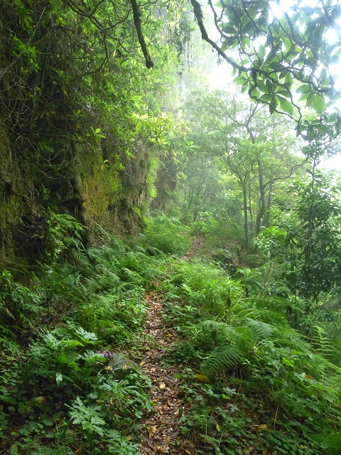 30.07.2014 Estanquinhos, Casa do Caramujo, Levada do Plaino Velho, Estanquinhos — Até ao último túnel antes da Madre — foto 25
