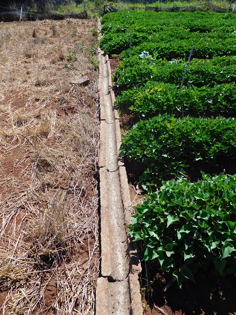 30 July 2015 Calhau da Lapa — Across the road and the fields to the Levada do Norte — photo 8