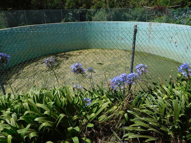 30 July 2015 Calhau da Lapa — On the Levada do Norte — photo 41