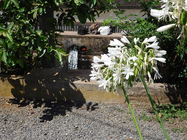 30 July 2015 Calhau da Lapa — On the Levada do Norte — photo 55