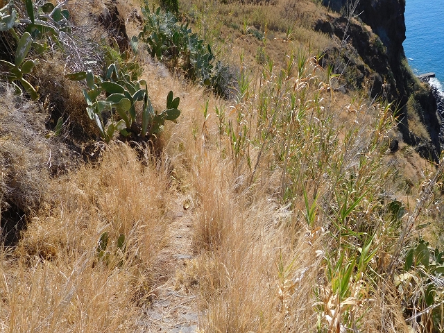 30 July 2015 Calhau da Lapa — Descent to Calhau da Lapa — photo 5