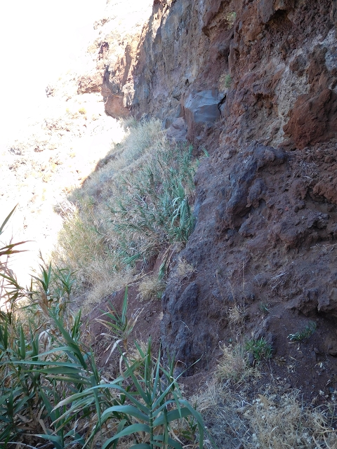 30 July 2015 Calhau da Lapa — Descent to Calhau da Lapa — photo 24