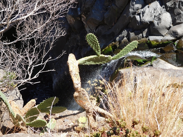 30 July 2015 Calhau da Lapa — Ascent on the usual path — photo 14