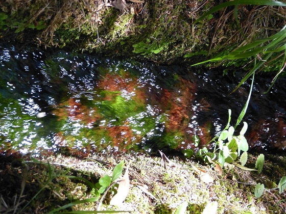 31 de julho de 2012 Rabacal — Até à Levada da Rocha Vermelha — foto 24