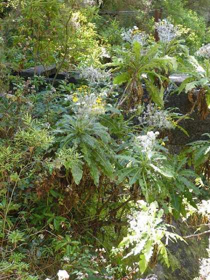 31 de julho de 2012 Rabacal — Até à Levada da Rocha Vermelha — foto 34