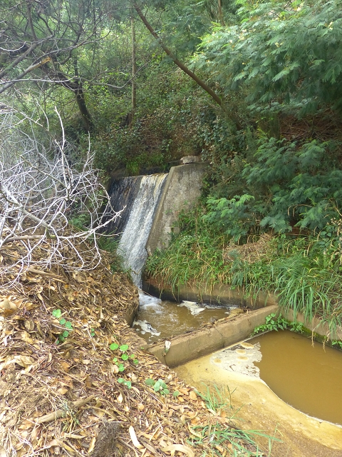 31.07.2014 Levada dos Tornos (Endast), Levada Nova, Levada do Moinho da Serra — Auf der Levada Moinho da Serra zuerst ein paar Meter in Fliessrichtung, dann zur Madre — Foto 15