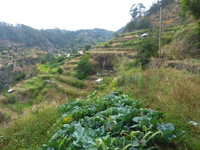 31.07.2014 Levada dos Tornos (Endast), Levada Nova, Levada do Moinho da Serra — Auf der Levada Moinho da Serra zuerst ein paar Meter in Fliessrichtung, dann zur Madre — Foto 17